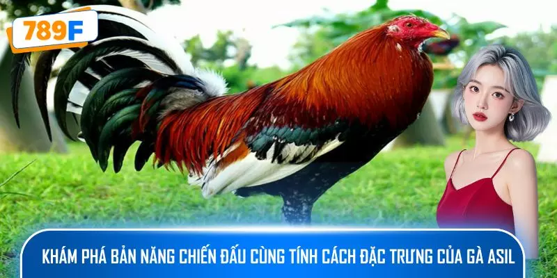 Các Giống Gà Peru Chiến Mạnh, Phù Hợp Thi Đấu Lâu Dài 3 Khám phá bản năng chiến đấu cùng tính cách đặc trưng của gà Asil