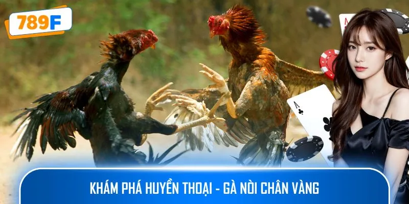 Các Giống Gà Peru Chiến Mạnh, Phù Hợp Thi Đấu Lâu Dài 2 Khám phá huyền thoại - gà nòi chân vàng