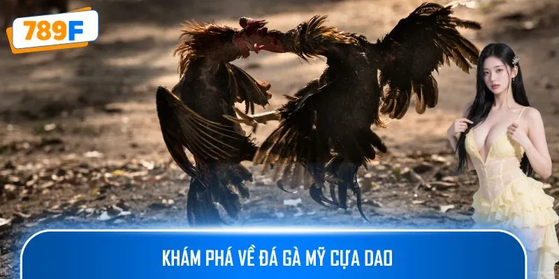 Cách Nuôi Gà Peru – Hướng Dẫn Tạo Ra Những Chiến Kê Xuất Sắc 2 Khám phá về đá gà mỹ cựa dao