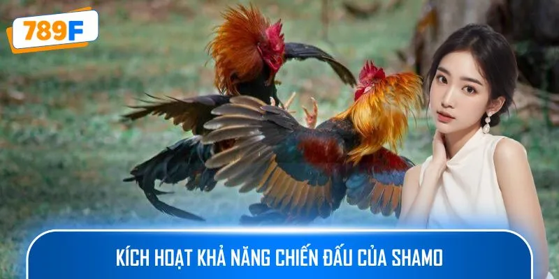 Các Giống Gà Peru Chiến Mạnh, Phù Hợp Thi Đấu Lâu Dài 3 Kích hoạt khả năng chiến đấu của Shamo