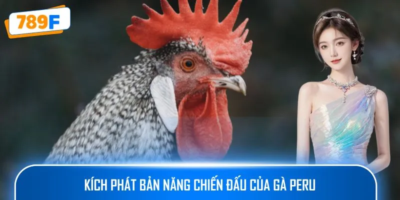 Các Giống Gà Peru Chiến Mạnh, Phù Hợp Thi Đấu Lâu Dài 3 Kích phát bản năng chiến đấu của gà Peru