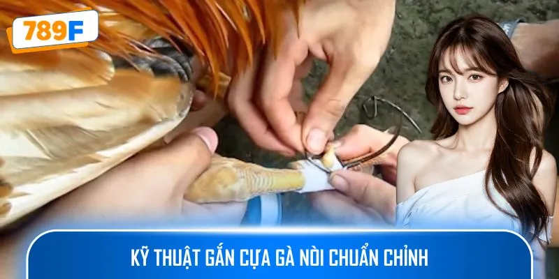 Các Giống Gà Peru Chiến Mạnh, Phù Hợp Thi Đấu Lâu Dài 4 Kỹ thuật gắn cựa gà nòi chuẩn chỉnh
