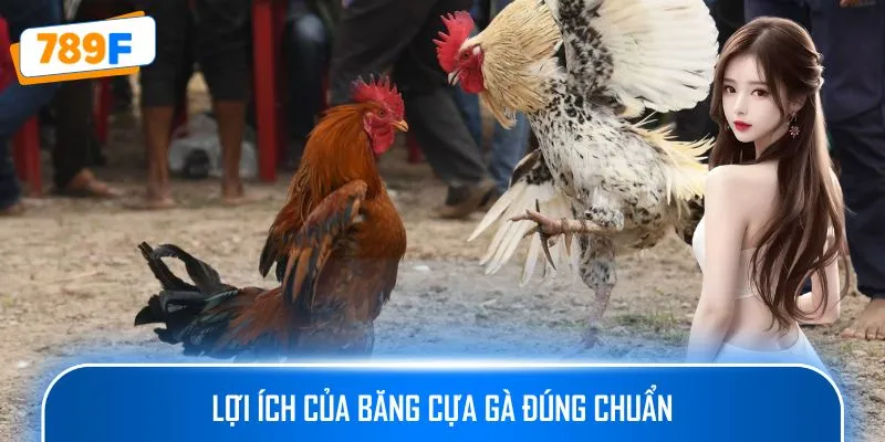 Các Giống Gà Peru Chiến Mạnh, Phù Hợp Thi Đấu Lâu Dài 2 Lợi ích của băng cựa gà đúng chuẩn