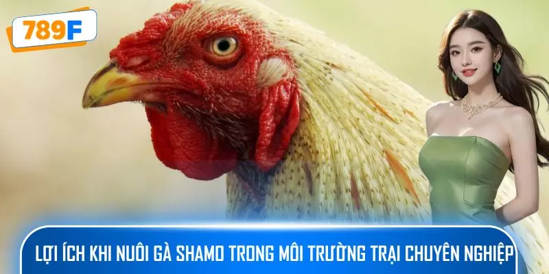 Các Giống Gà Peru Chiến Mạnh, Phù Hợp Thi Đấu Lâu Dài 2 Lợi ích khi nuôi gà Shamo trong môi trường trại chuyên nghiệp