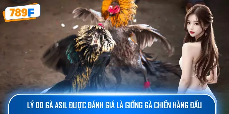 Các Giống Gà Peru Chiến Mạnh, Phù Hợp Thi Đấu Lâu Dài 4 Lý do gà Asil được đánh giá là giống gà chiến hàng đầu