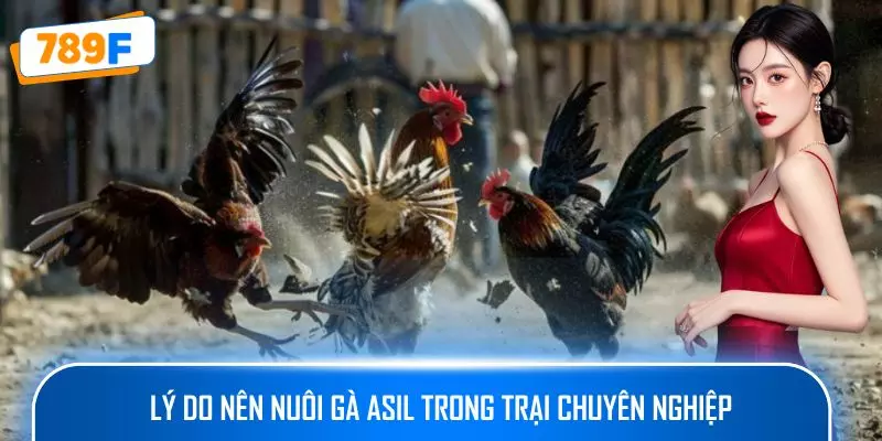 Các Giống Gà Peru Chiến Mạnh, Phù Hợp Thi Đấu Lâu Dài 3 Lý do nên nuôi gà Asil trong trại chuyên nghiệp