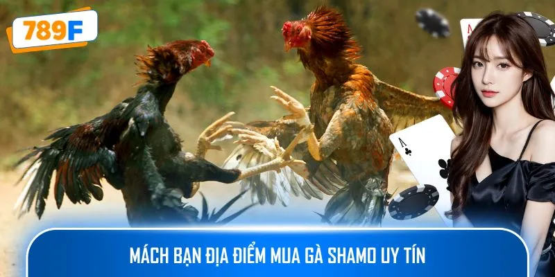 Các Giống Gà Peru Chiến Mạnh, Phù Hợp Thi Đấu Lâu Dài 4 Mách bạn địa điểm mua gà Shamo uy tín