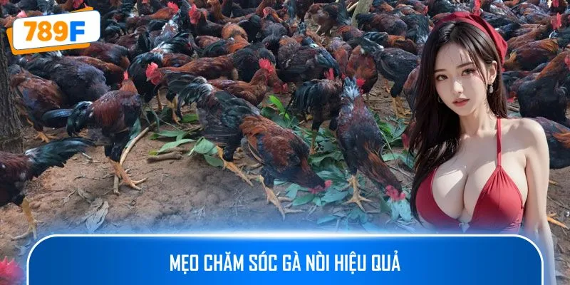 Các Giống Gà Peru Chiến Mạnh, Phù Hợp Thi Đấu Lâu Dài 4 Mẹo chăm sóc gà nòi hiệu quả
