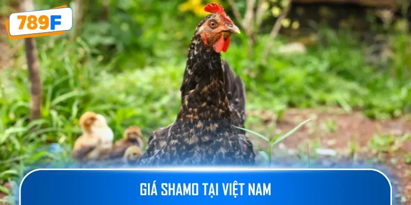 Các Giống Gà Peru Chiến Mạnh, Phù Hợp Thi Đấu Lâu Dài 4 Cập nhật mức giá của gà Shamo tại Việt Nam