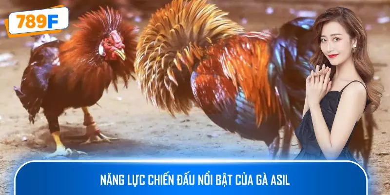 Các Giống Gà Peru Chiến Mạnh, Phù Hợp Thi Đấu Lâu Dài 4 Năng lực chiến đấu nổi bật của gà Asil