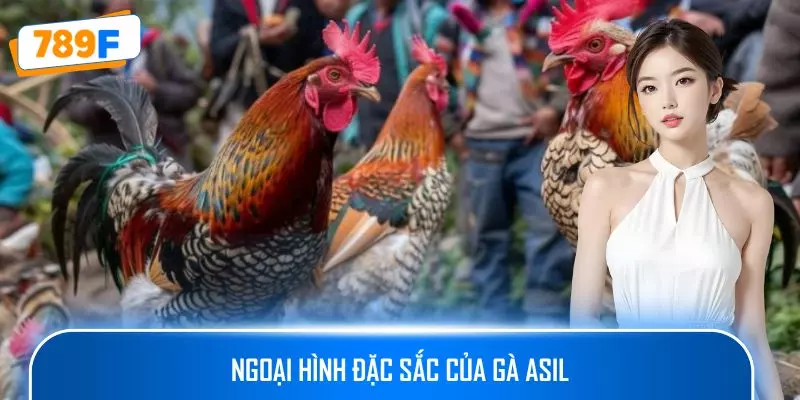 Các Giống Gà Peru Chiến Mạnh, Phù Hợp Thi Đấu Lâu Dài 2 Ngoại hình đặc sắc của gà Asil