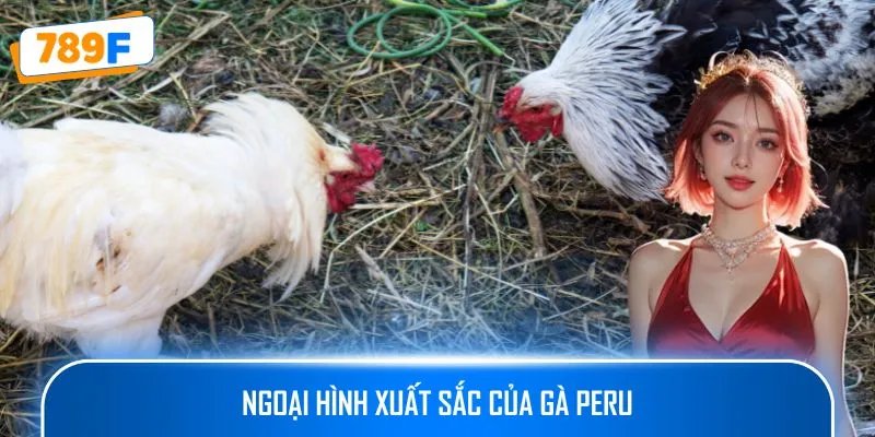 Các Giống Gà Peru Chiến Mạnh, Phù Hợp Thi Đấu Lâu Dài 2 Ngoại hình xuất sắc của gà Peru
