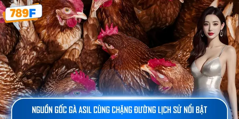 Các Giống Gà Peru Chiến Mạnh, Phù Hợp Thi Đấu Lâu Dài 2 Nguồn gốc gà Asil cùng chặng đường lịch sử nổi bật