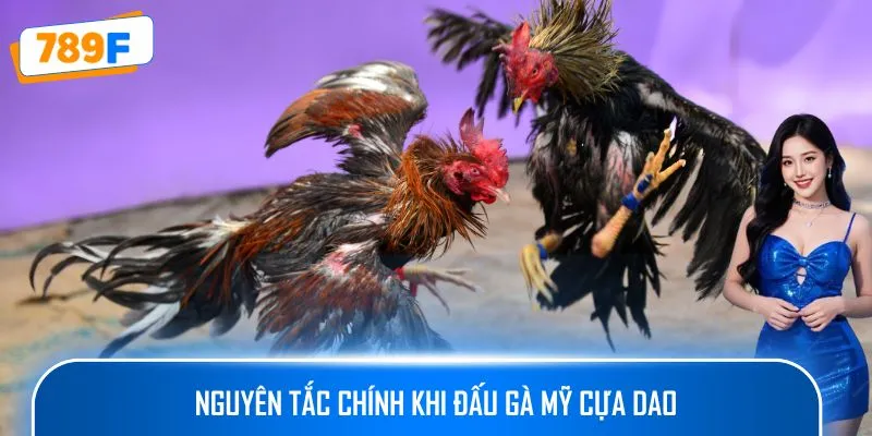 Cách Nuôi Gà Peru – Hướng Dẫn Tạo Ra Những Chiến Kê Xuất Sắc 3 Nguyên tắc chính khi đấu gà Mỹ cựa dao