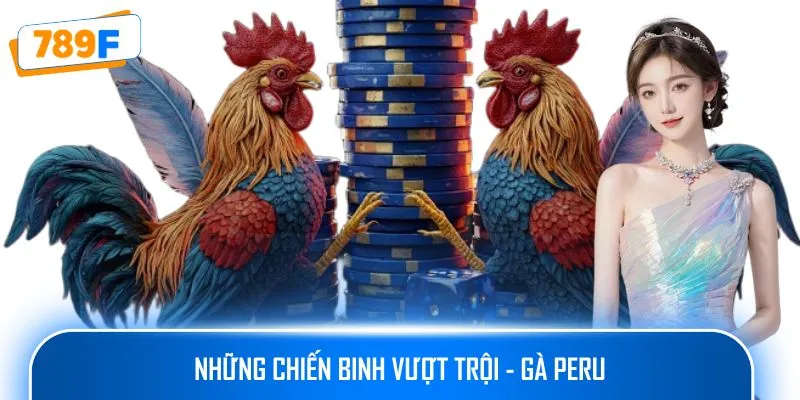Các Giống Gà Peru Chiến Mạnh, Phù Hợp Thi Đấu Lâu Dài 2 Những chiến binh vượt trội - Gà Peru
