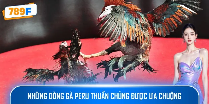 Cách Nuôi Gà Peru – Hướng Dẫn Tạo Ra Những Chiến Kê Xuất Sắc 2 Những dòng gà Peru thuần chủng được ưa chuộng