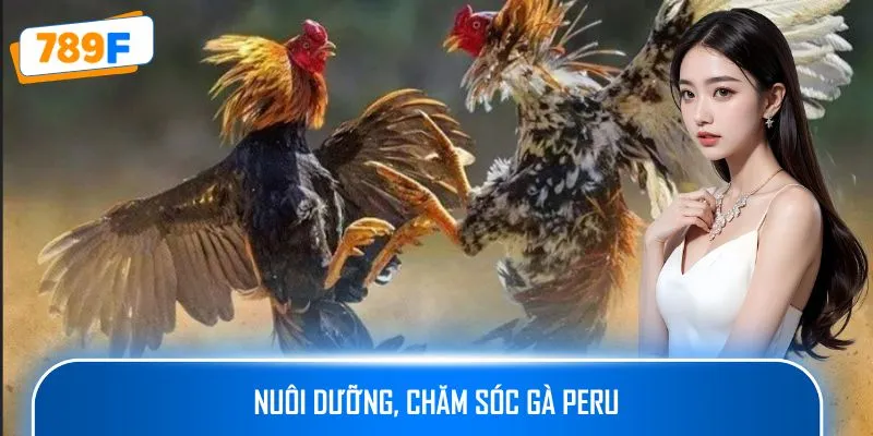 Các Giống Gà Peru Chiến Mạnh, Phù Hợp Thi Đấu Lâu Dài 4 Nuôi dưỡng, chăm sóc gà Peru