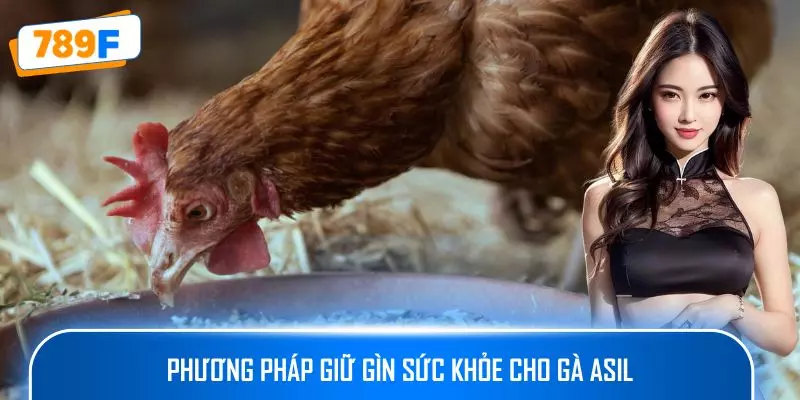 Các Giống Gà Peru Chiến Mạnh, Phù Hợp Thi Đấu Lâu Dài 3 Phương pháp giữ gìn sức khỏe cho gà Asil