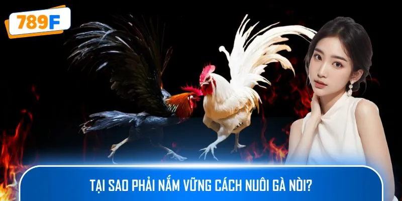 Các Giống Gà Peru Chiến Mạnh, Phù Hợp Thi Đấu Lâu Dài 2 Tại sao phải nắm vững cách nuôi gà nòi?