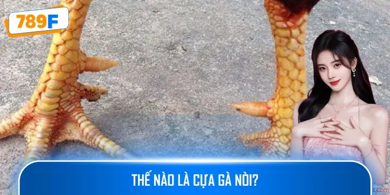 Các Giống Gà Peru Chiến Mạnh, Phù Hợp Thi Đấu Lâu Dài 2 Thế nào là cựa gà nòi?