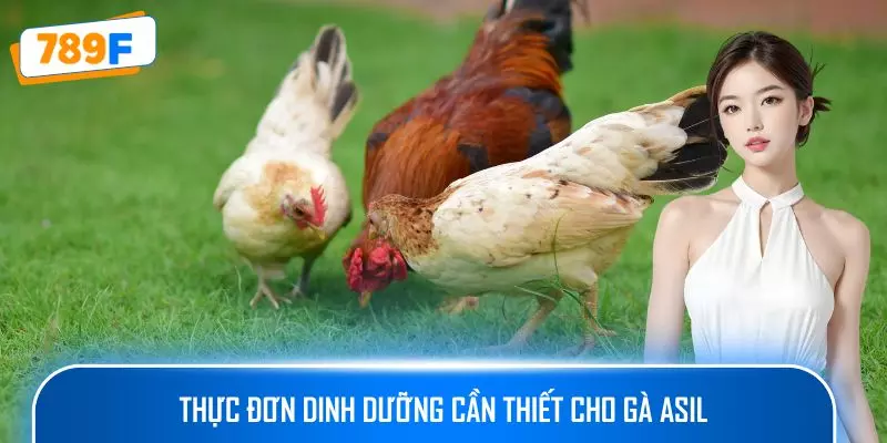 Các Giống Gà Peru Chiến Mạnh, Phù Hợp Thi Đấu Lâu Dài 2 Thực đơn dinh dưỡng cần thiết cho gà Asil