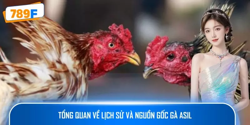 Các Giống Gà Peru Chiến Mạnh, Phù Hợp Thi Đấu Lâu Dài 2 Tổng quan về lịch sử và nguồn gốc gà Asil