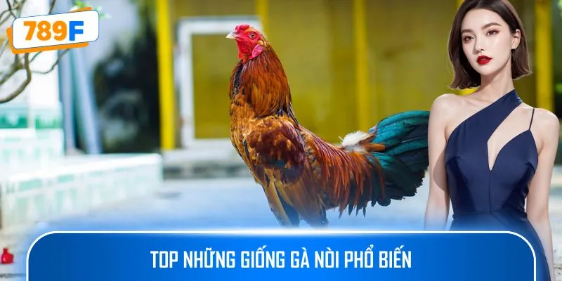 Các Giống Gà Peru Chiến Mạnh, Phù Hợp Thi Đấu Lâu Dài 2 Top những giống gà nòi phổ biến