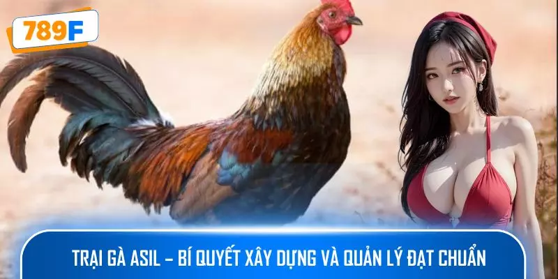 Các Giống Gà Peru Chiến Mạnh, Phù Hợp Thi Đấu Lâu Dài 2 Trại gà Asil – bí quyết xây dựng và quản lý đạt chuẩn